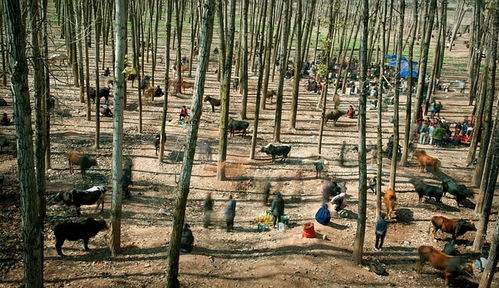 荷赛奖眼里的中国十年 义乌的镜像与蜕变